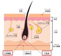 脱毛のメカニズム