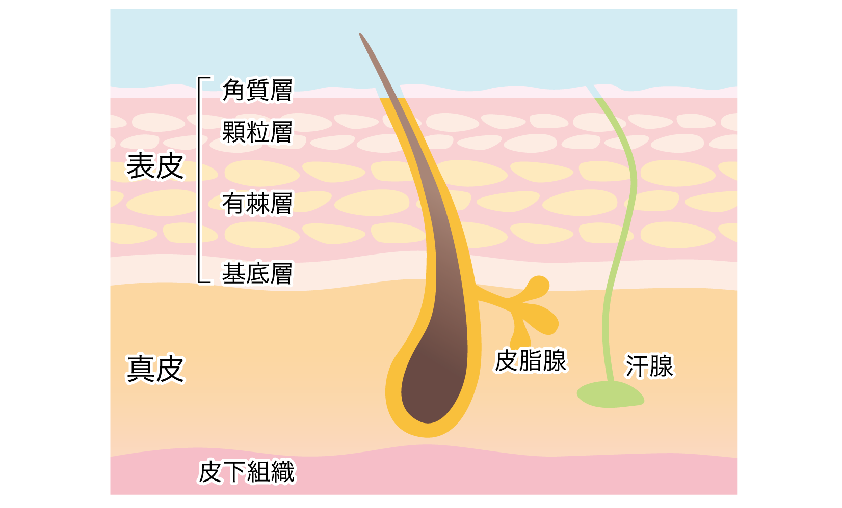 角質層の模式図