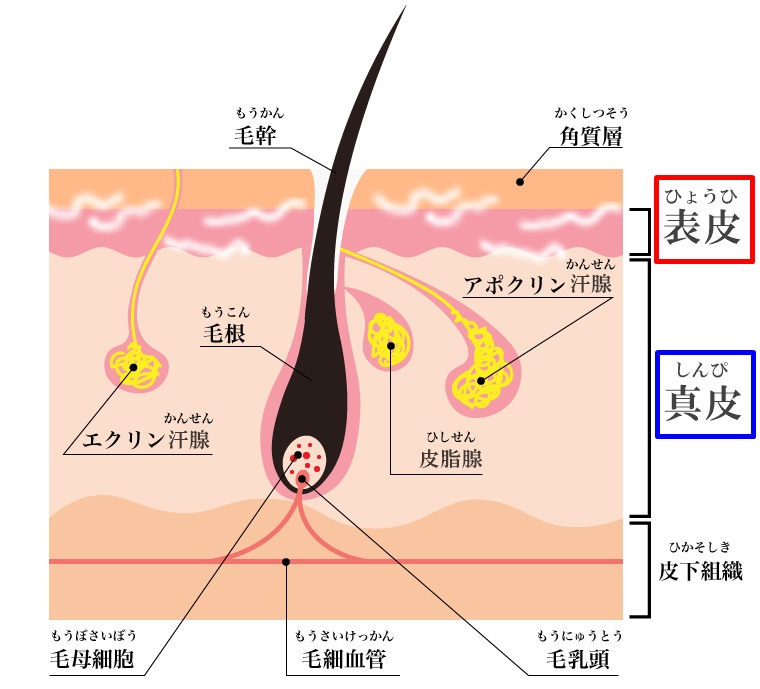 表面麻酔の作用範囲