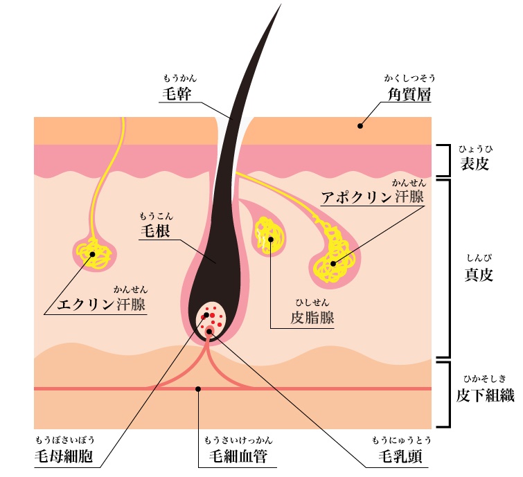 毛穴と皮脂腺の模式図