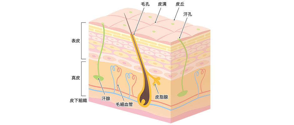 皮脂腺と汗腺の模式図