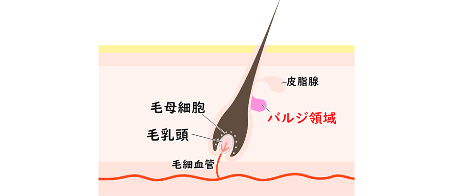 バルジ領域の模式図