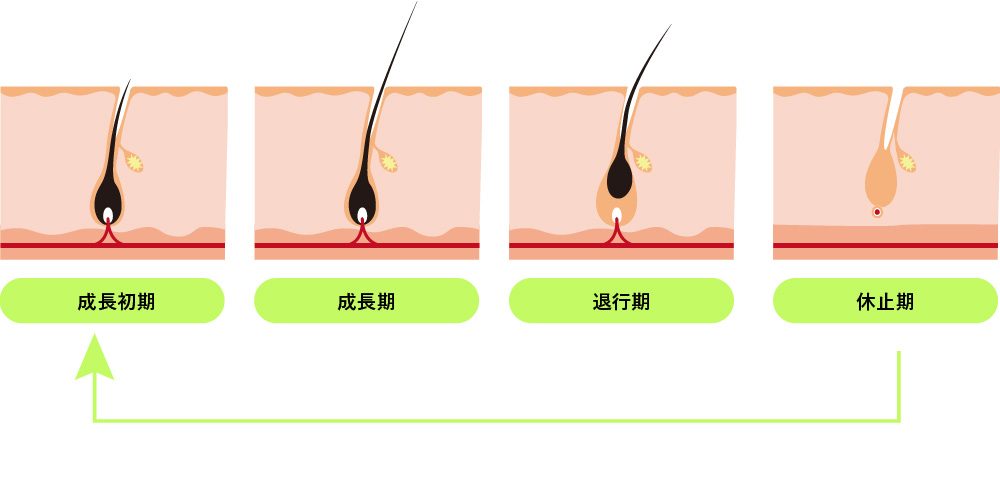 脱毛サイクル