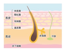 カミソリで角質層を傷つけないのは不可能